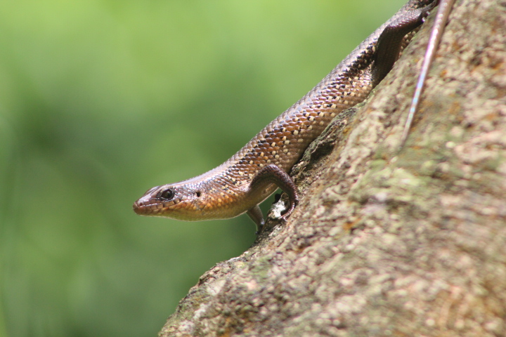 Oriental brown-sided skink (Eutropis multifasciata)