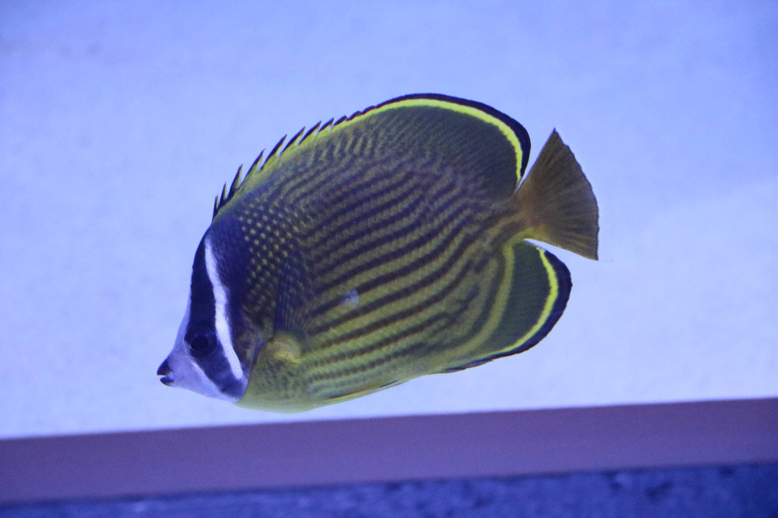Oriental butterflyfish - EPSON Aqua Park, February 2016