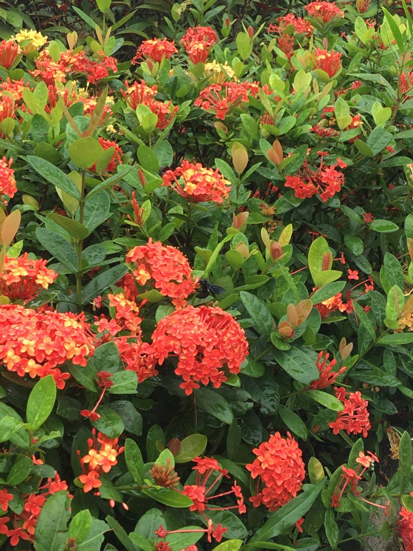 Oriental Carpenter Bee (Xylocopa Nasalis)