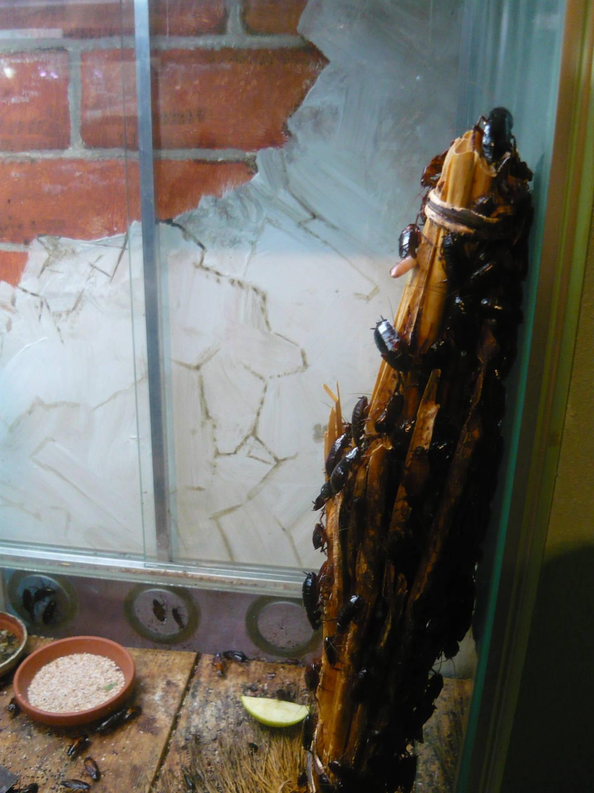 Oriental cockroaches (Blatta orientalis)