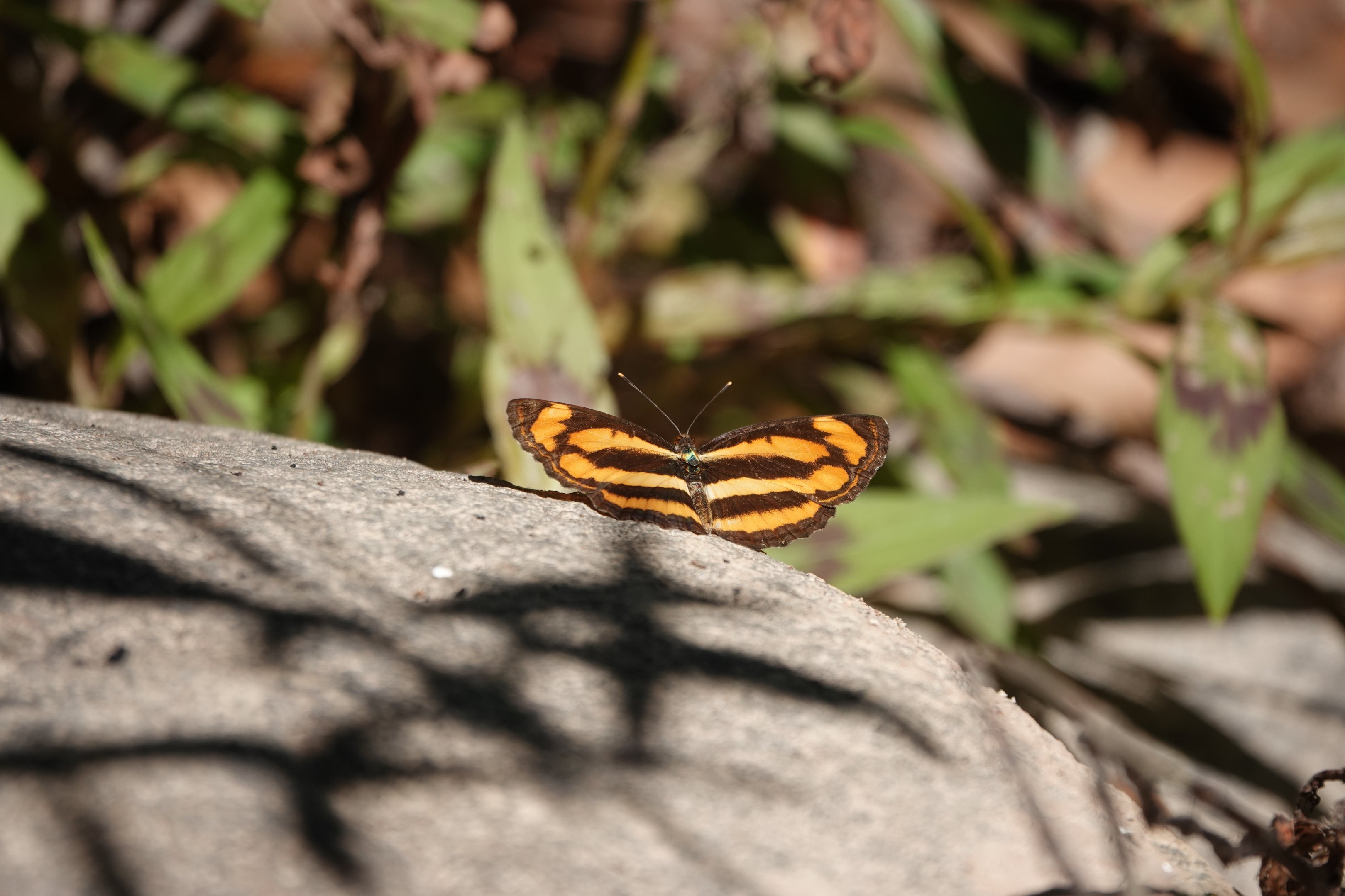 Oriental Common Lascar