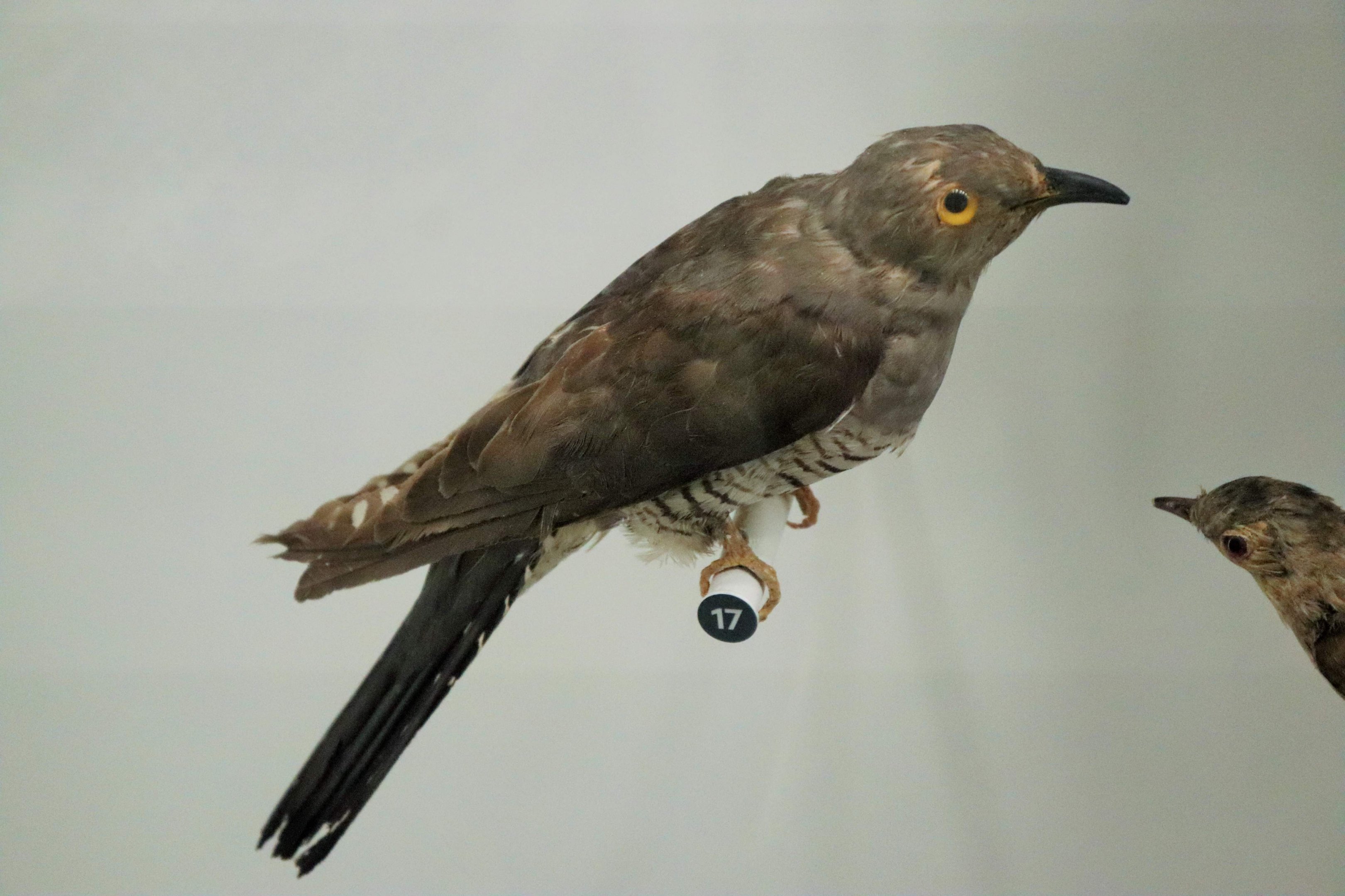 Oriental Cuckoo (Cuculus saturatus)