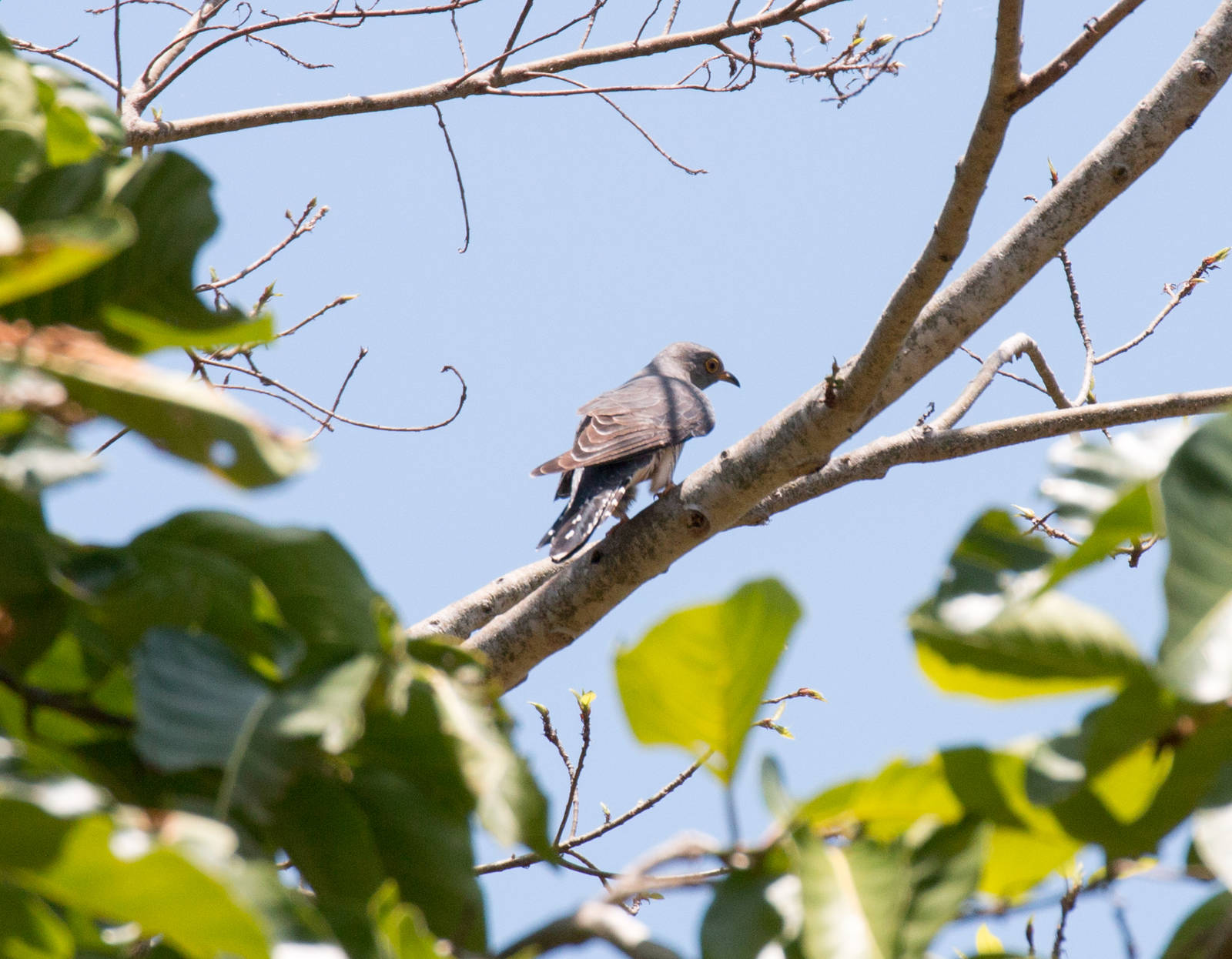 Oriental Cuckoo