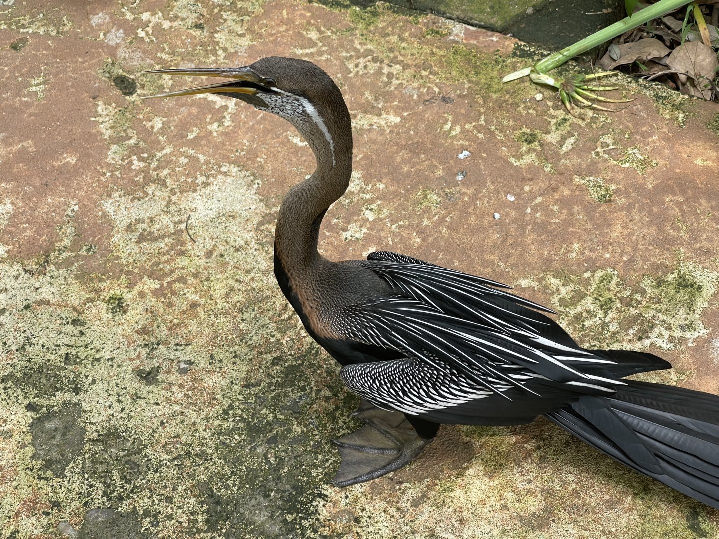 oriental darter (anhinga melanogaster) - aviary park