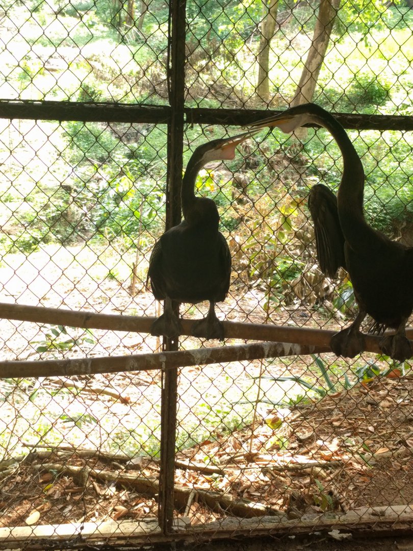 Oriental Darter (Anhinga melanogaster) - Taru Jurug Zoo