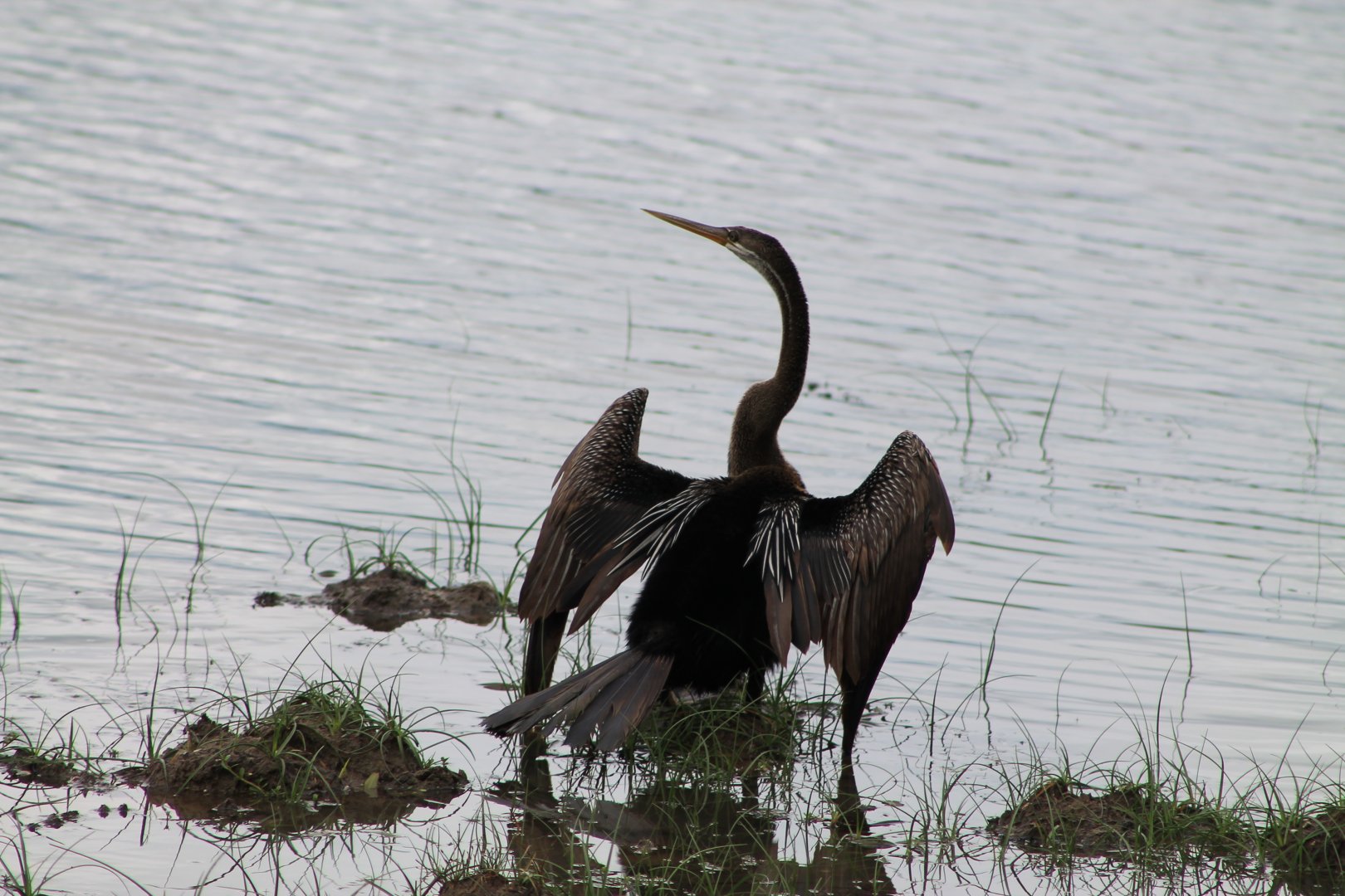 Oriental Darter (Anhinga melanogaster)