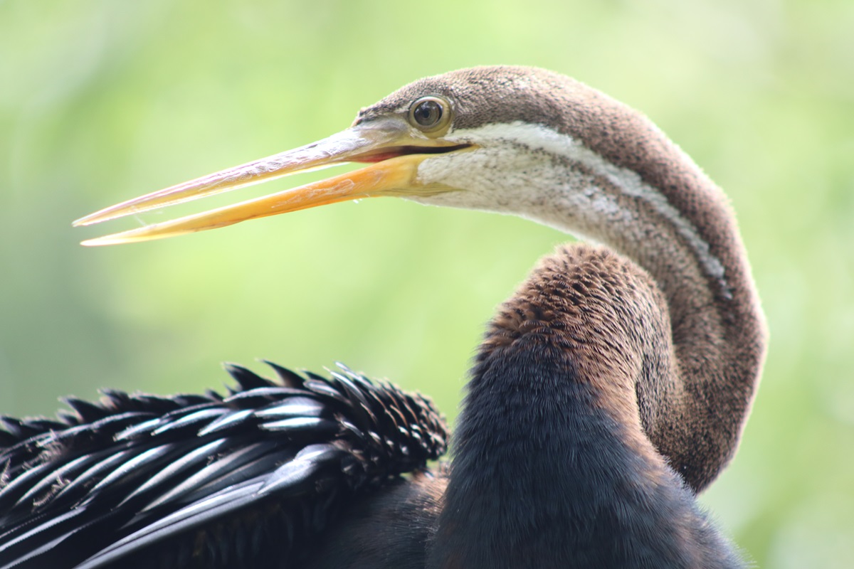 Oriental Darter (Anhinga melanogaster)