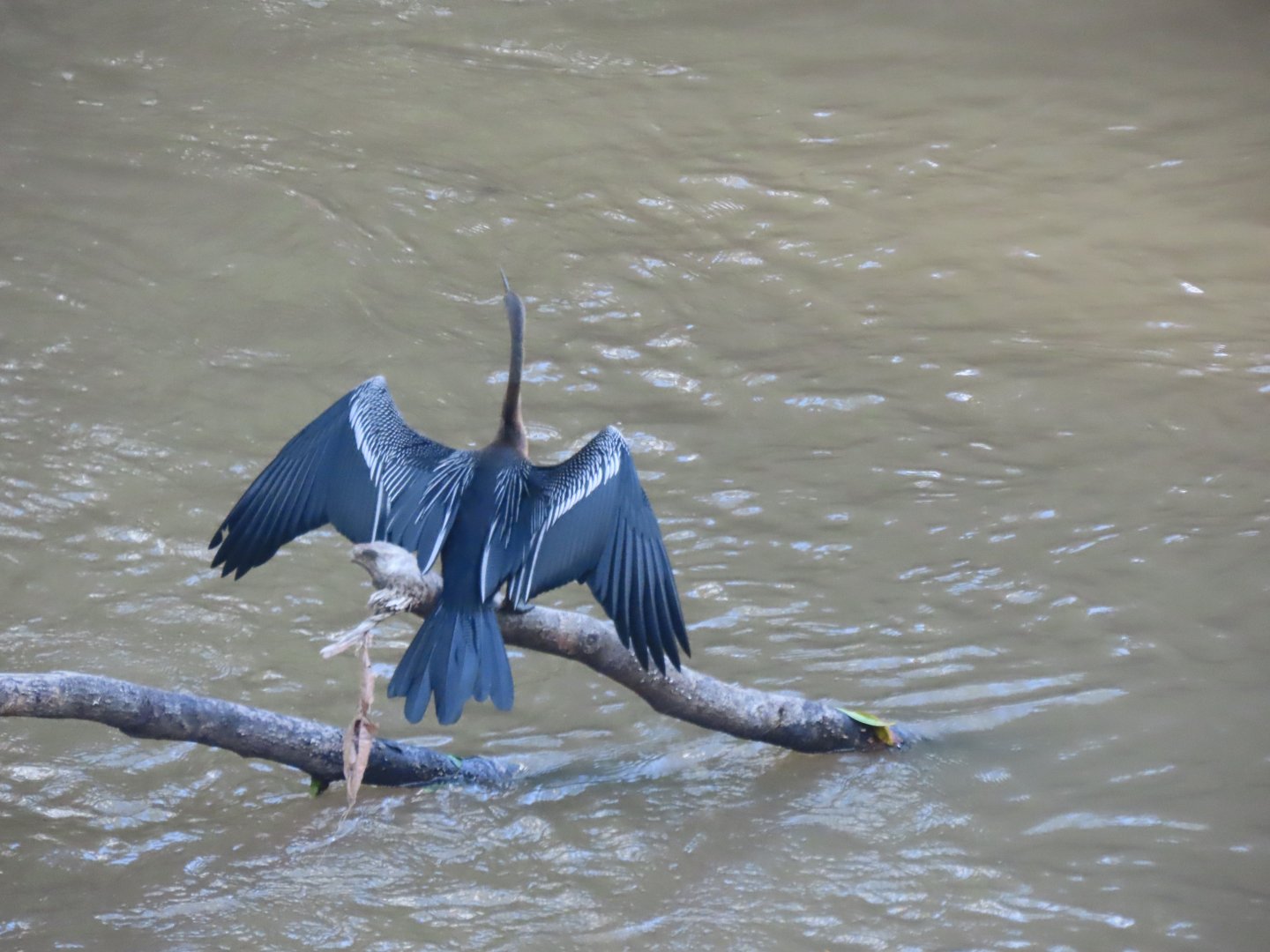 Oriental darter (Anhinga melanogaster)