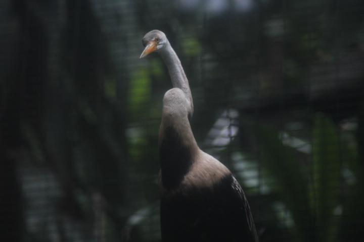 Oriental darter (Anhinga melanogaster)