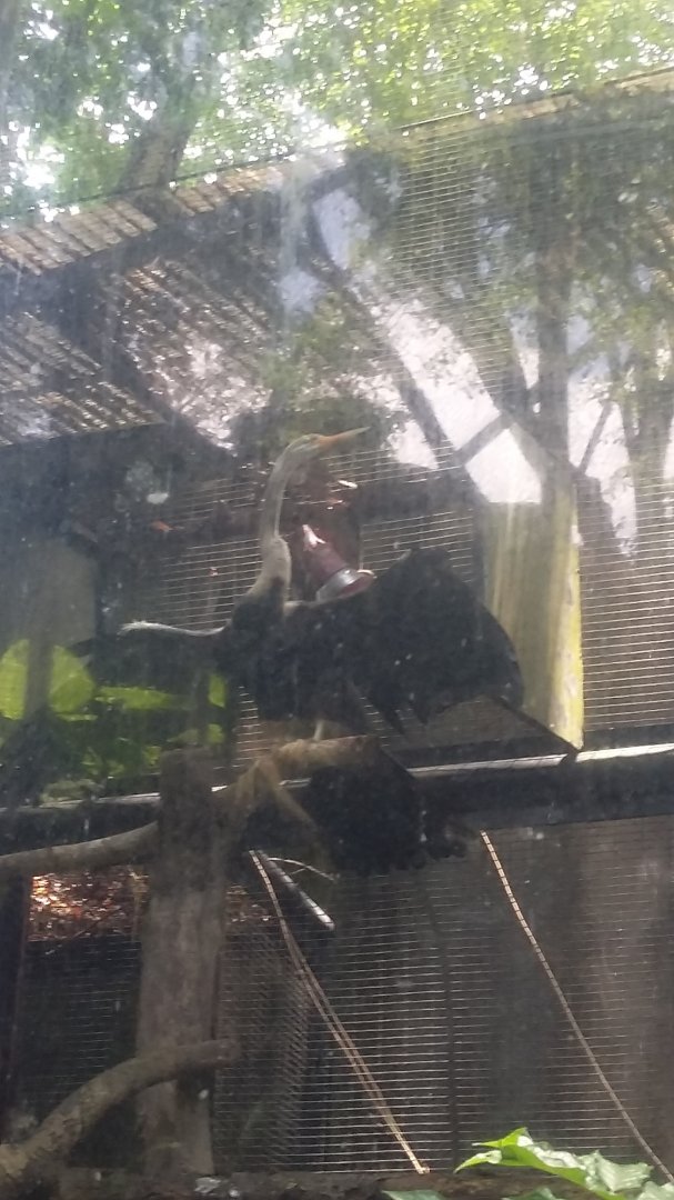 Oriental darter (Anhinga melanogaster)