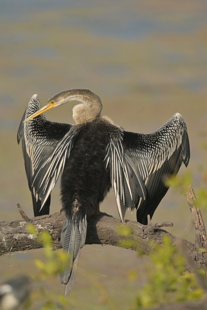 Oriental Darter Anhinga melanogaster