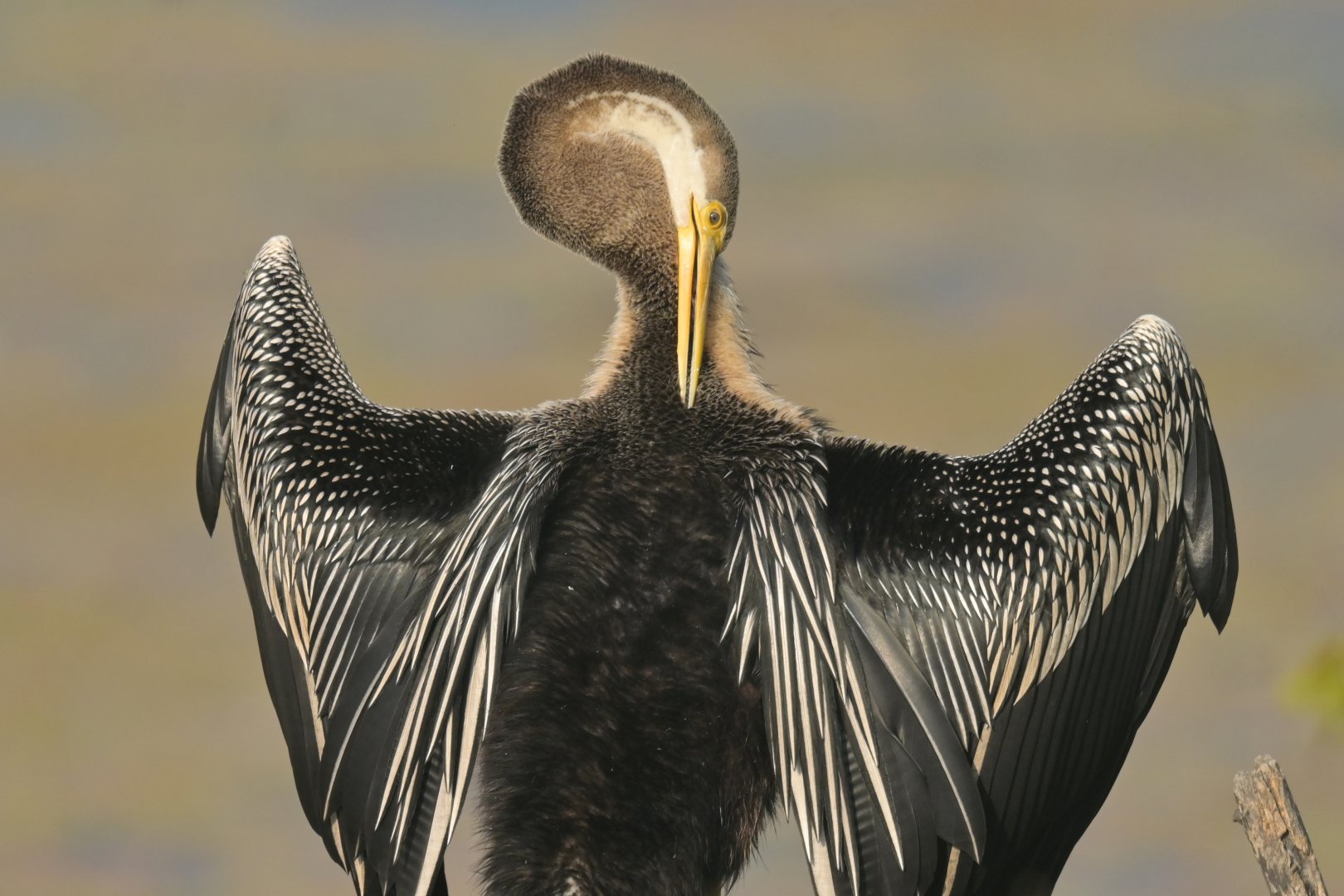 Oriental Darter Anhinga melanogaster