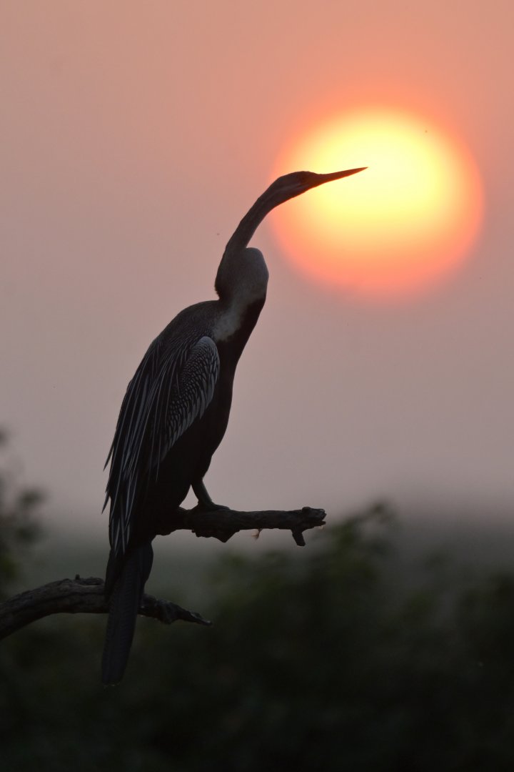 Oriental Darter Anhinga melanogaster