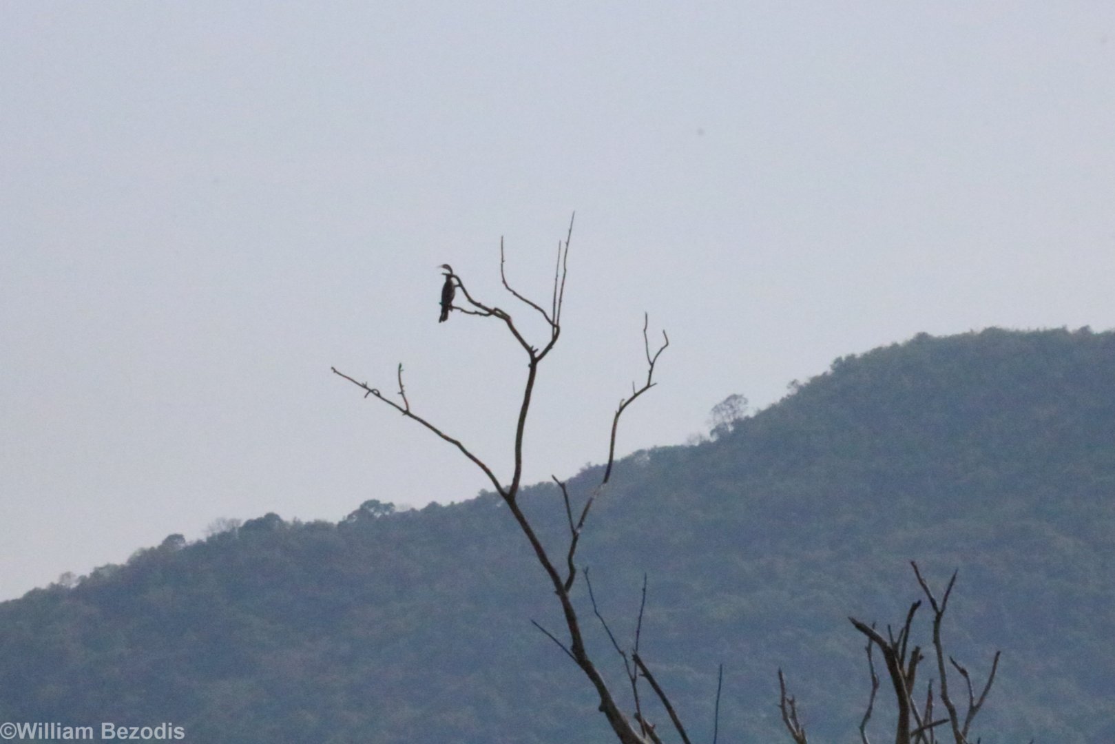 Oriental Darter - Bang Pra Non-hunting Area