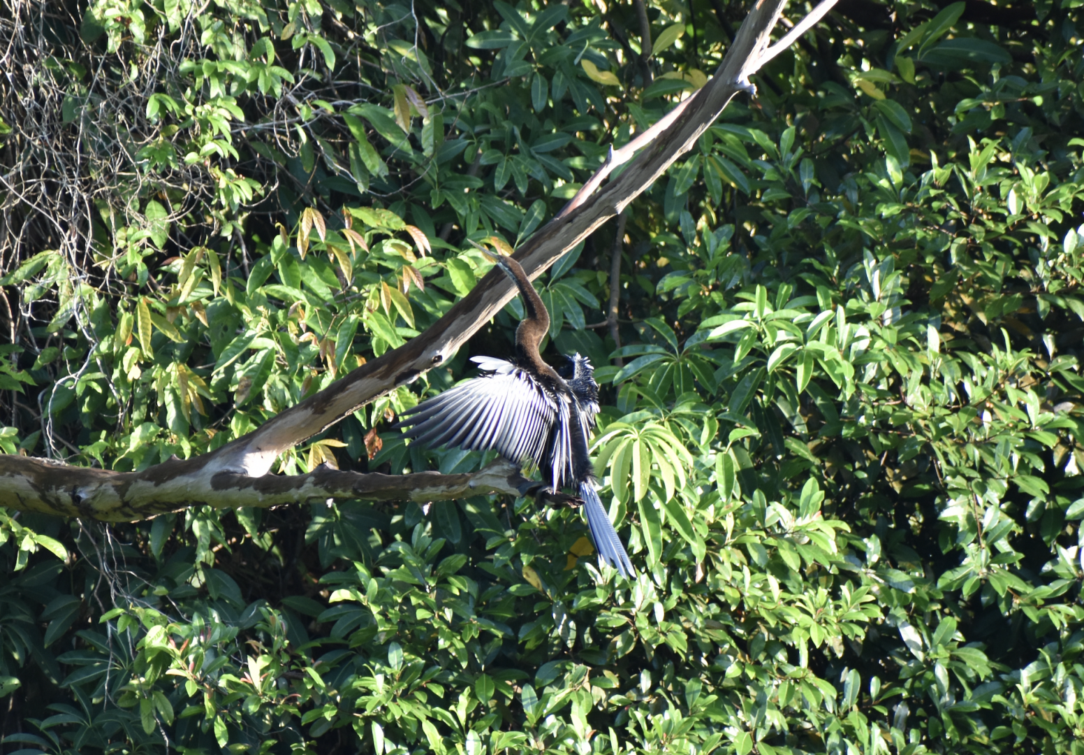 Oriental Darter ~ Hindhede Nature Park