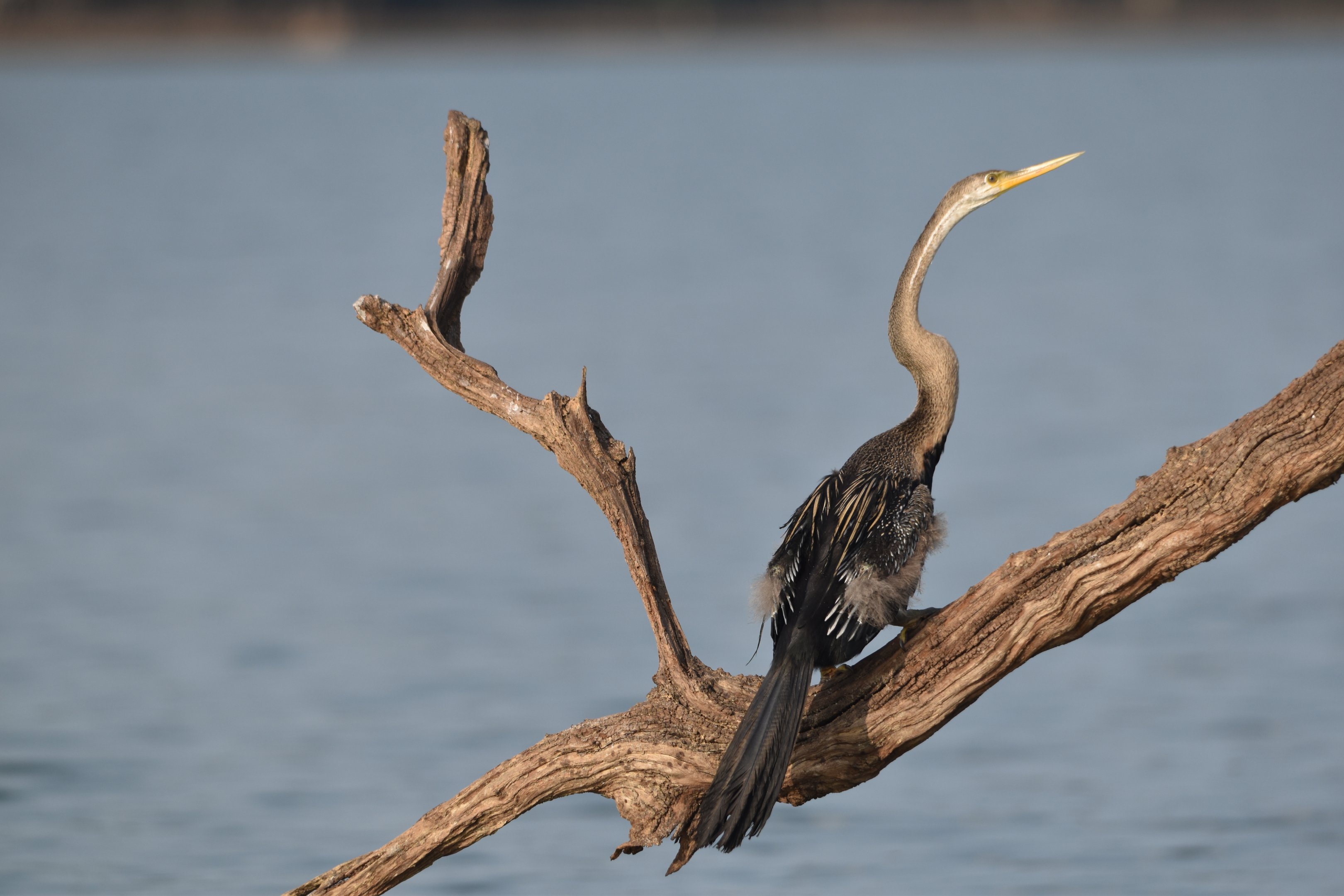 Oriental Darter, Kabini River, 21st November 2024