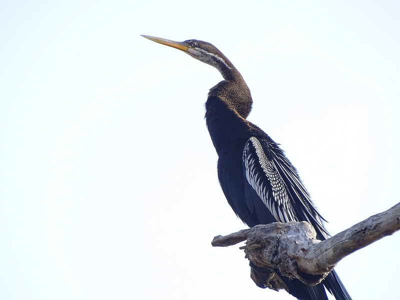 Oriental darter