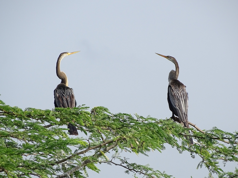 Oriental darter