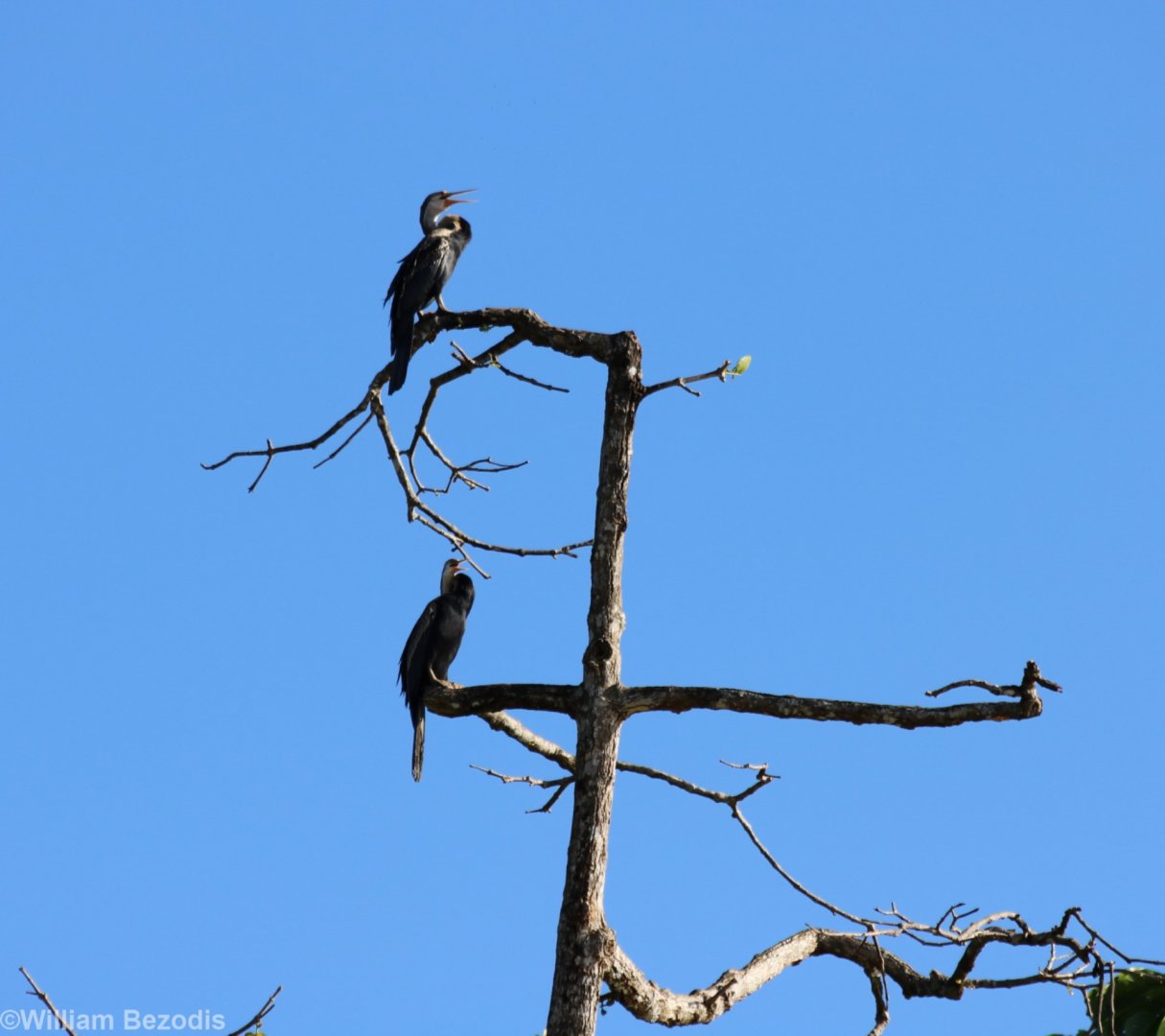 Oriental Darters - Kinabatangan