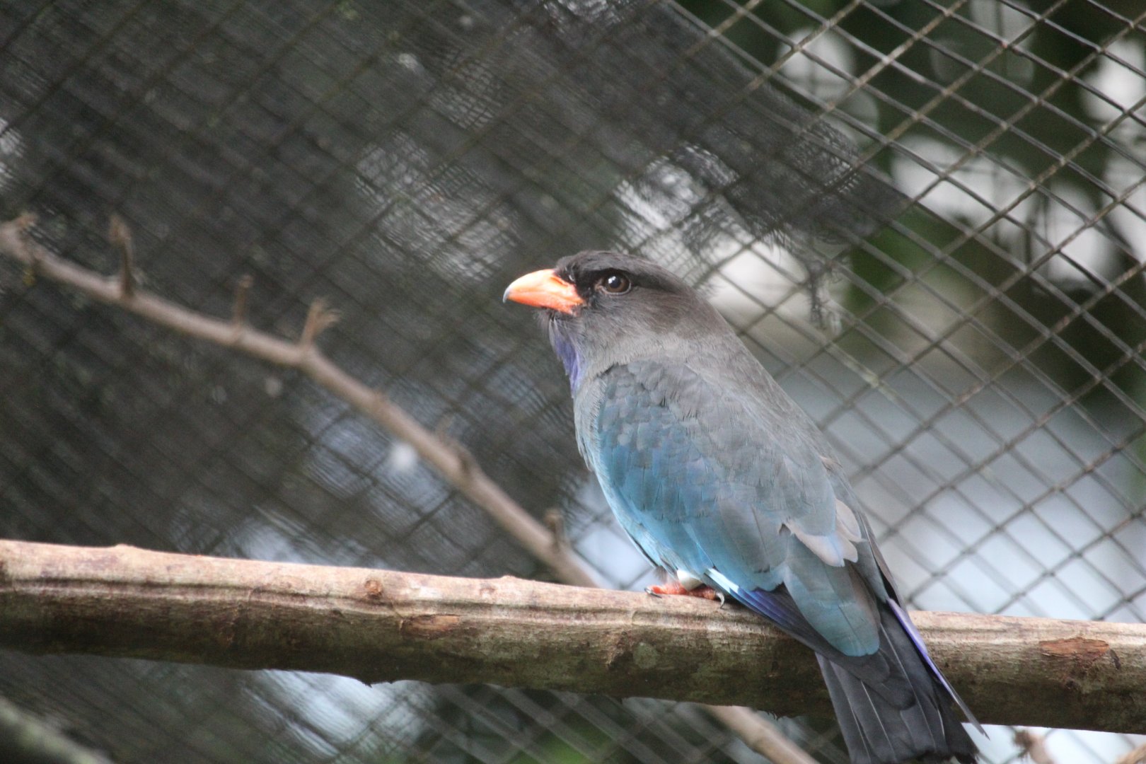 Oriental dollarbird (Eurystomus orientalis orientalis)