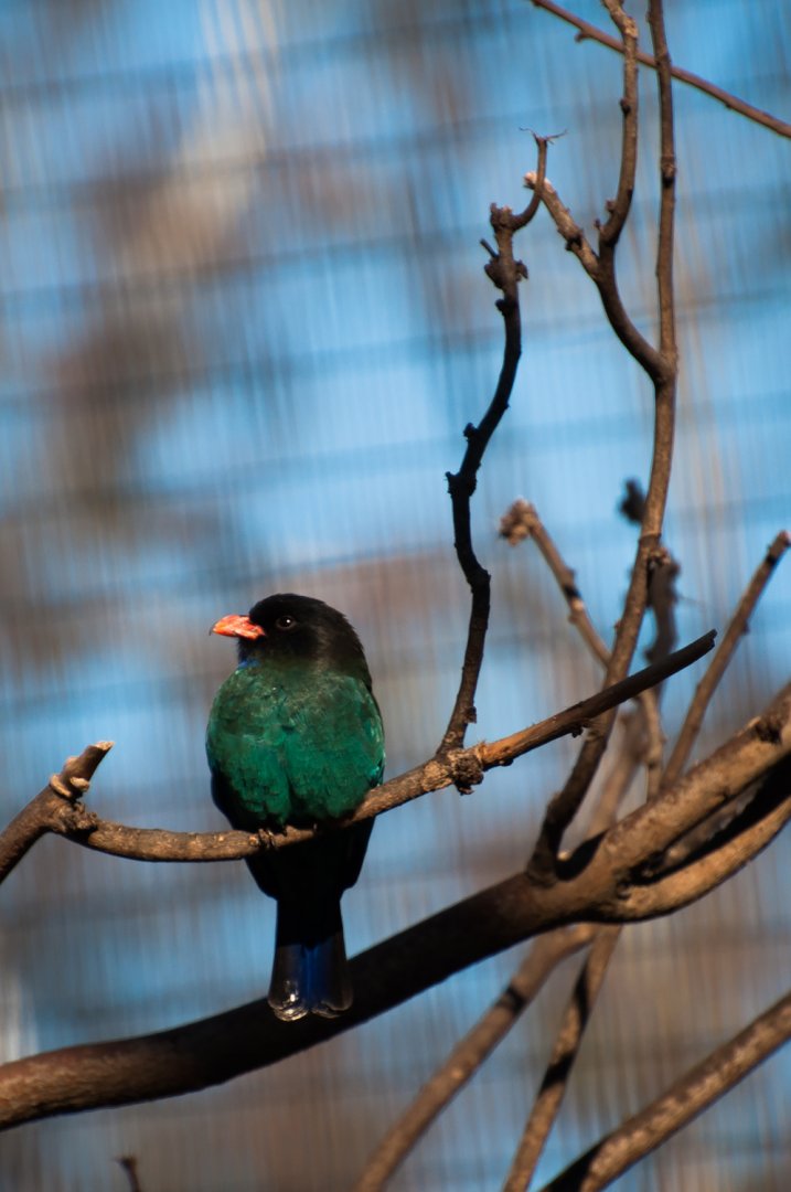 Oriental dollarbird (Eurystomus orientalis)