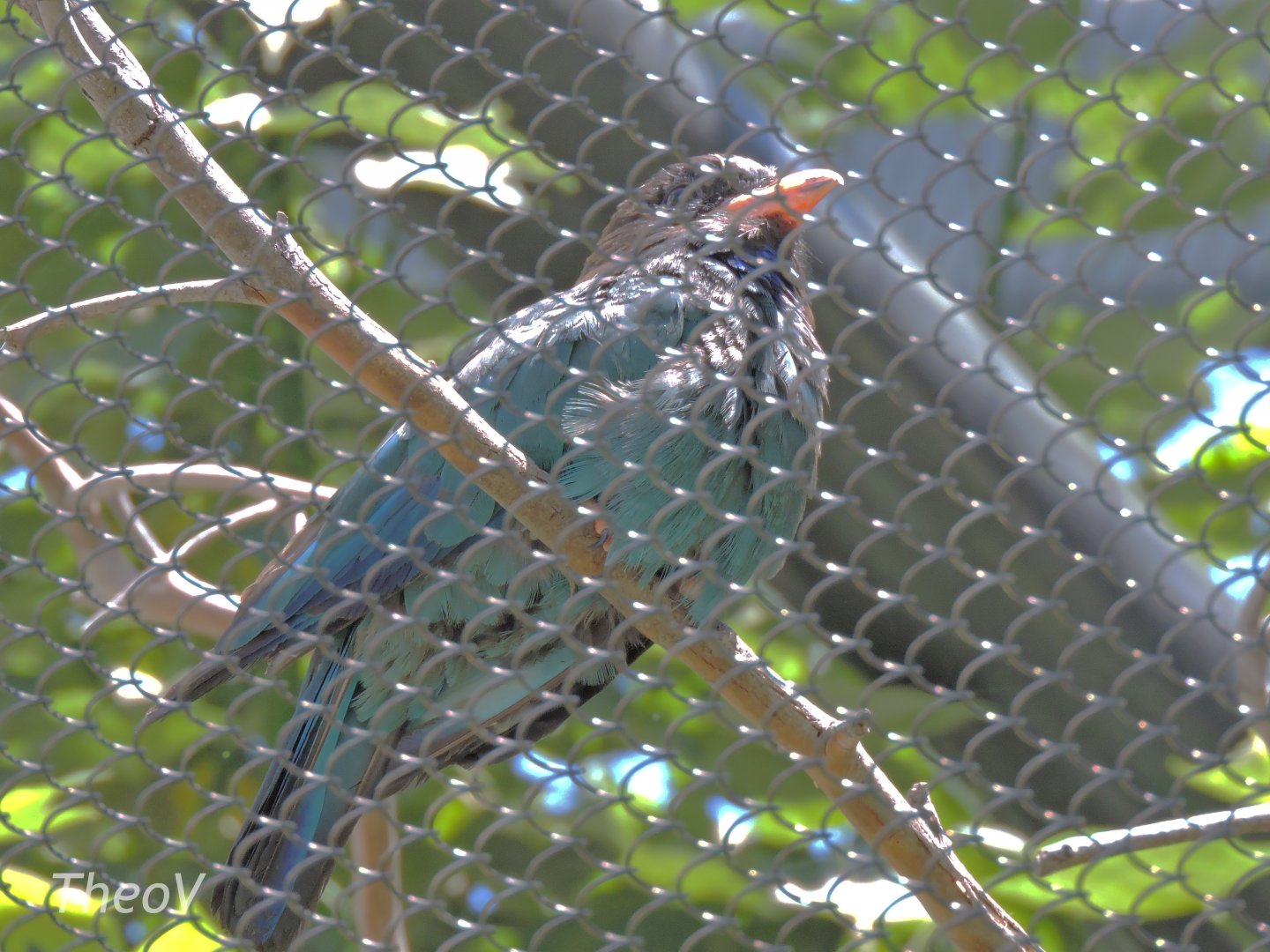 Oriental dollarbird - Outback [2015]