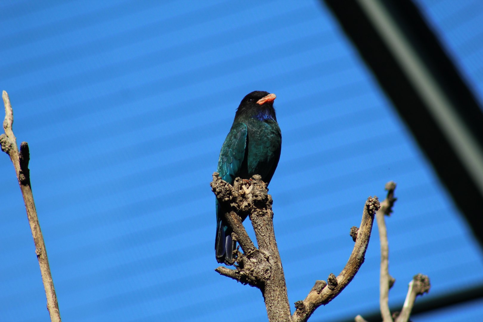 Oriental Dollarbird