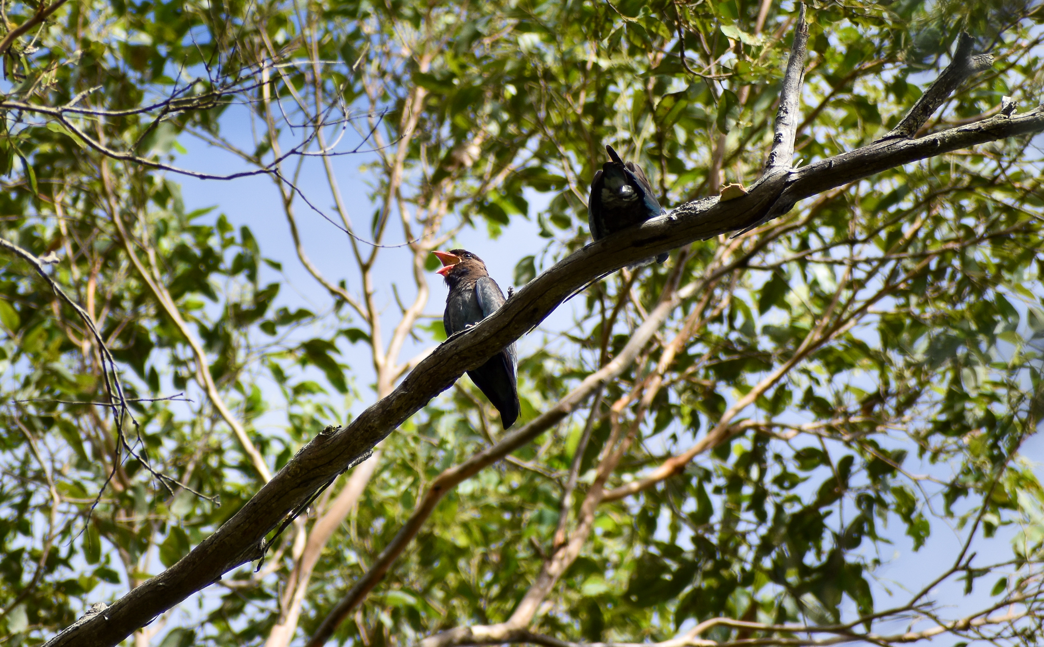 Oriental Dollarbirds (Eurystomus orientalis)