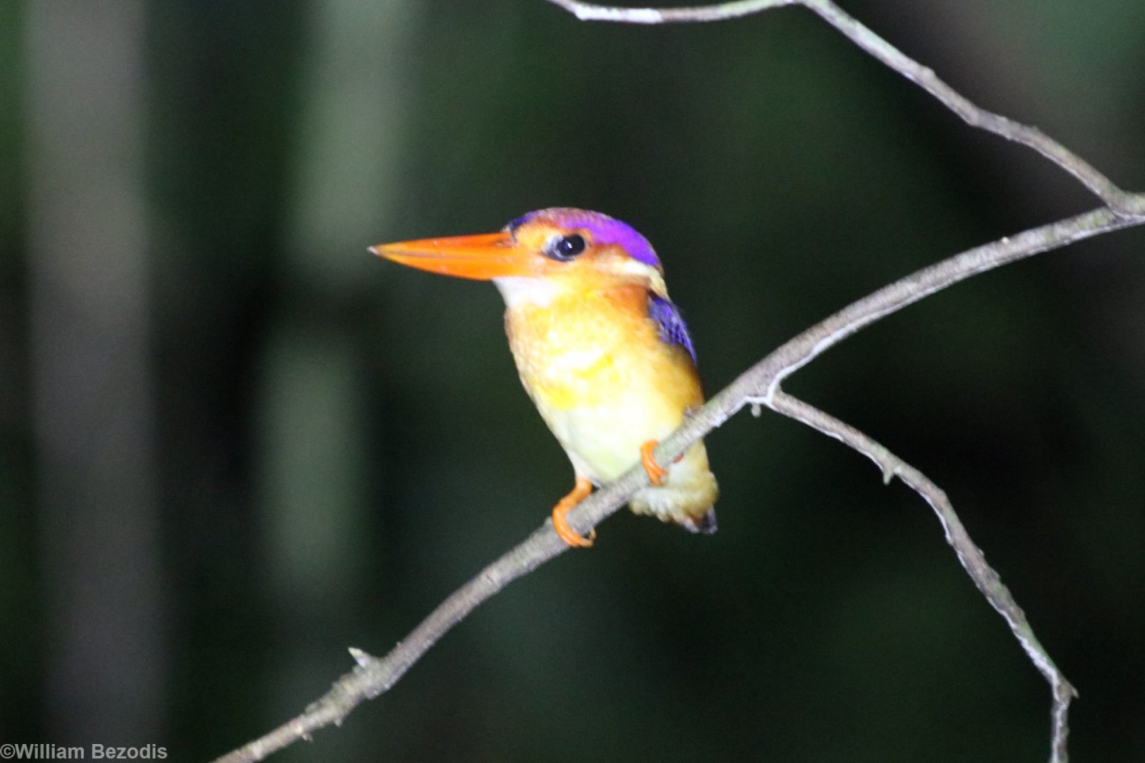 Oriental Dwarf Kingfisher (at night) - Sepilok