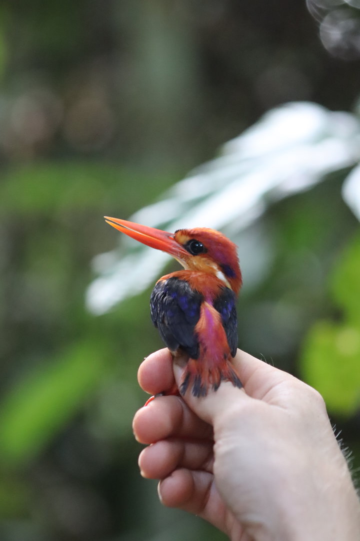 Oriental dwarf kingfisher - Danum Valley Field Centre, 25 June 2023