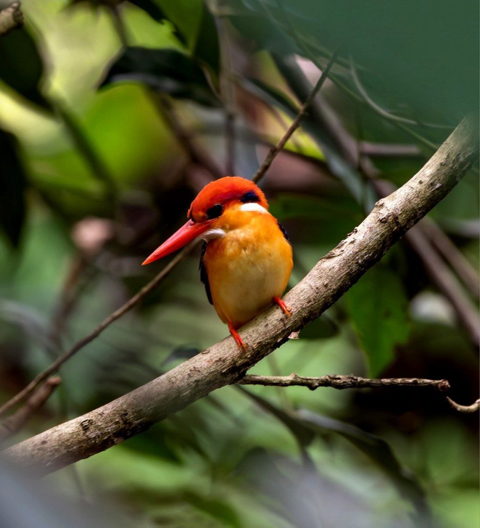 Oriental Dwarf Kingfisher