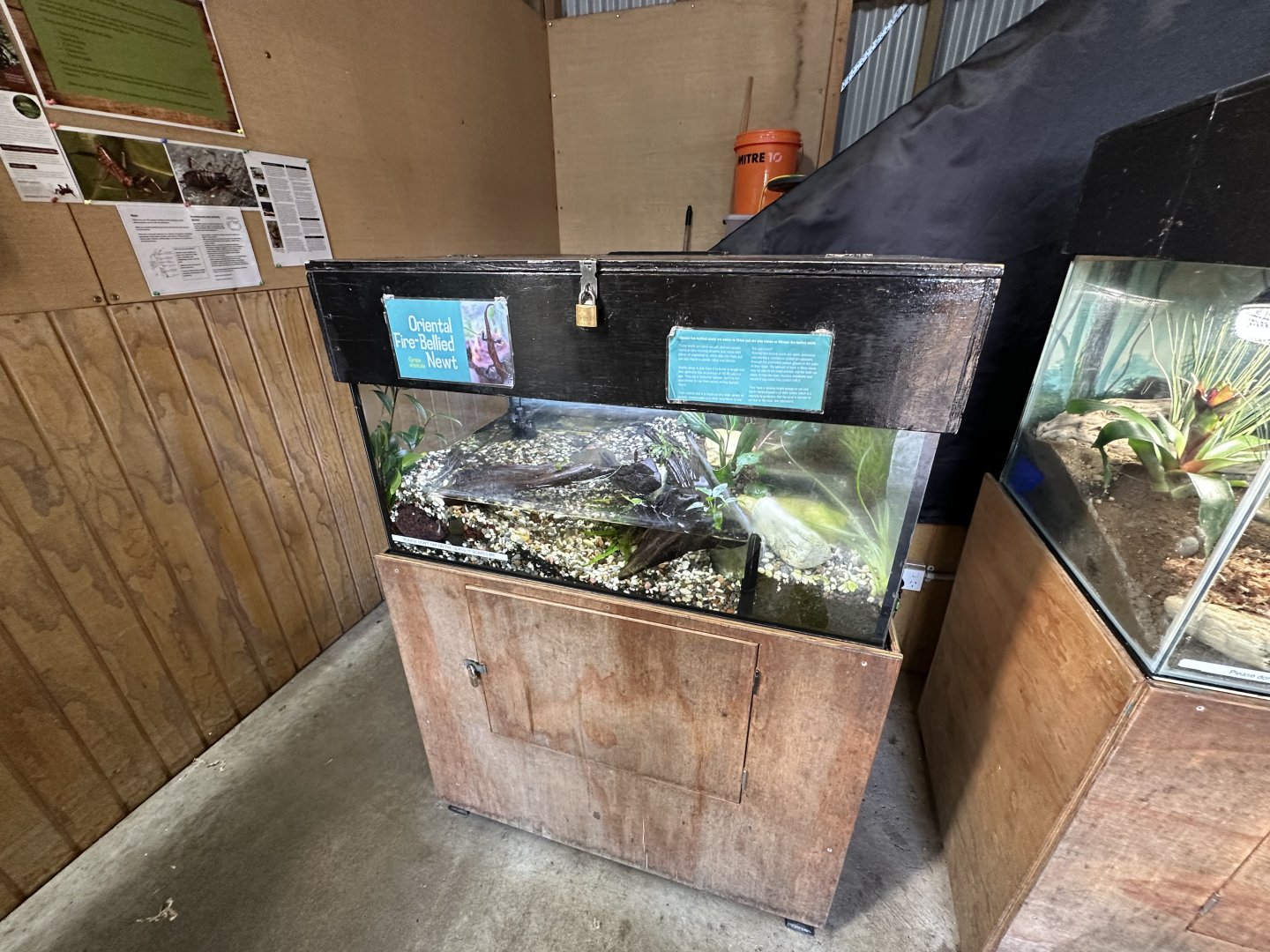 Oriental Fire-bellied Newt Exhibit