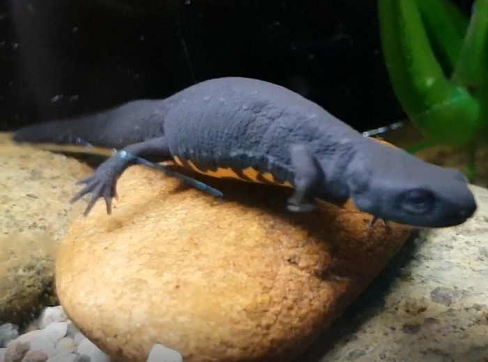 Oriental fire-bellied newt - Hypselotriton oriental