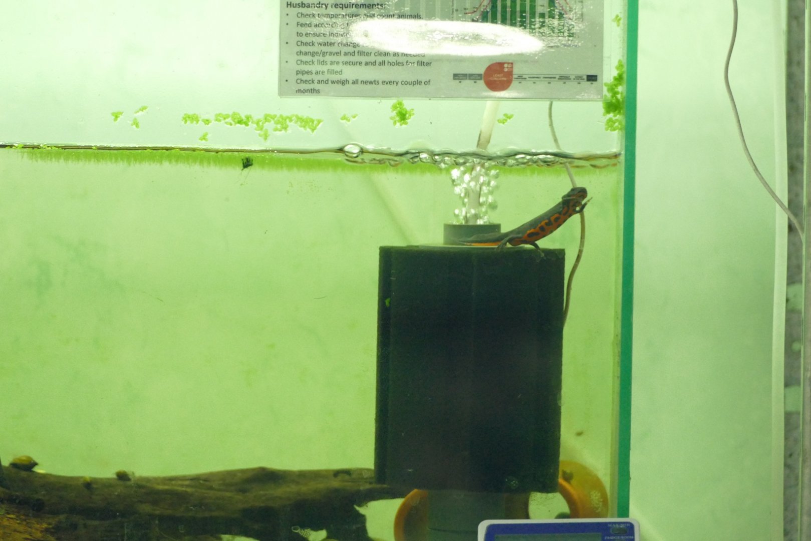 Oriental Fire-Bellied Newt, September 2021