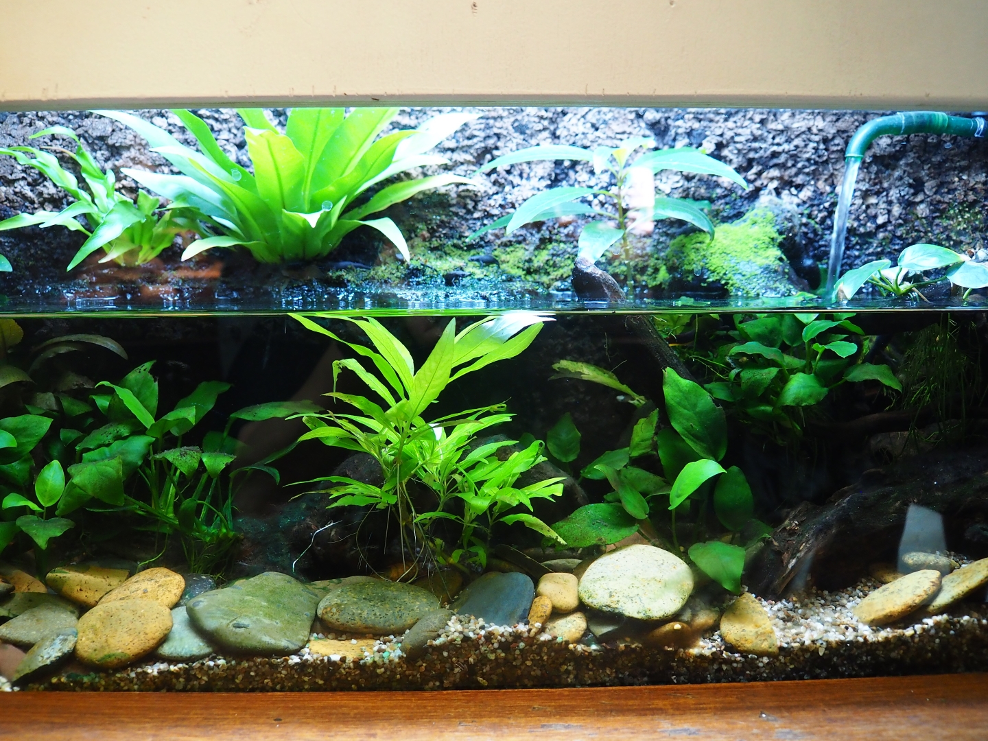 Oriental fire-bellied newt terrarium