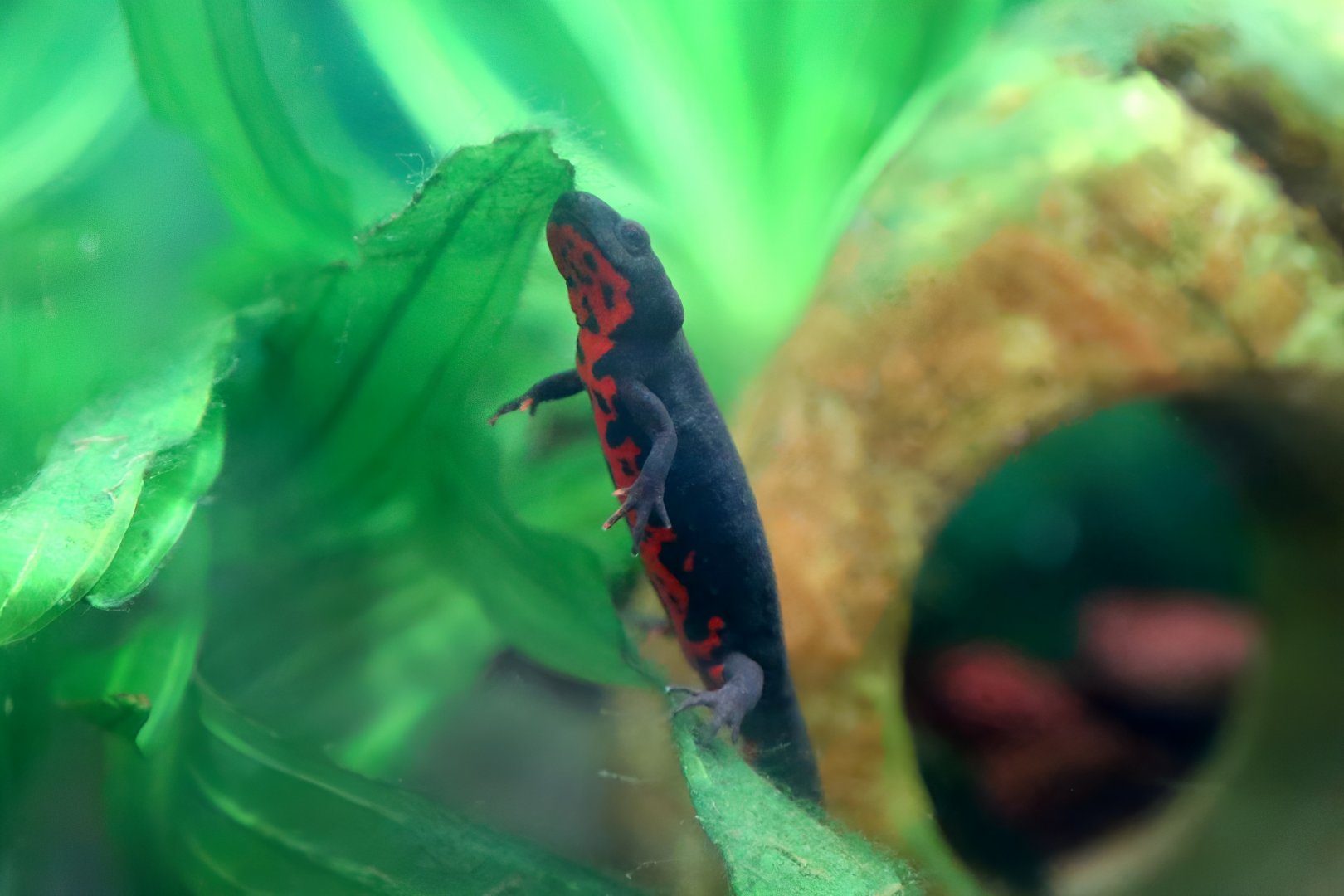 Oriental Fire-bellied Newt