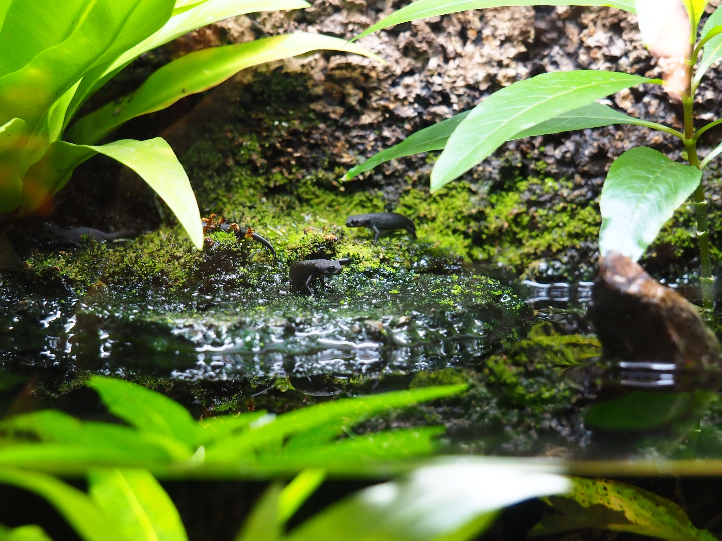 Oriental fire-bellied newts (Cynops orientalis)