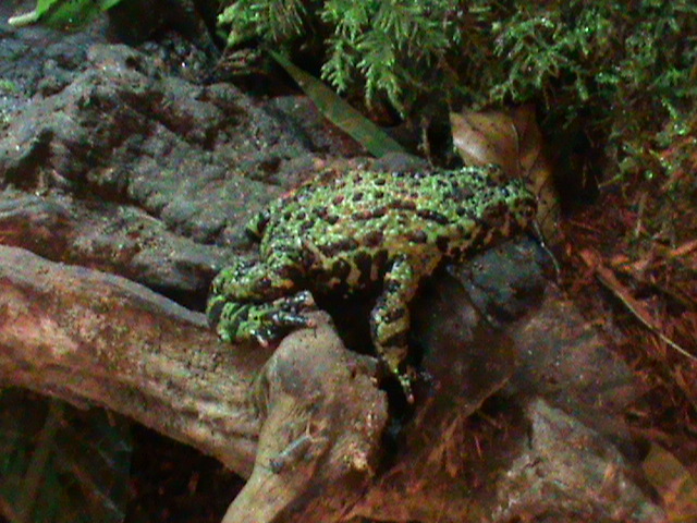 oriental fire-bellied toad 070311