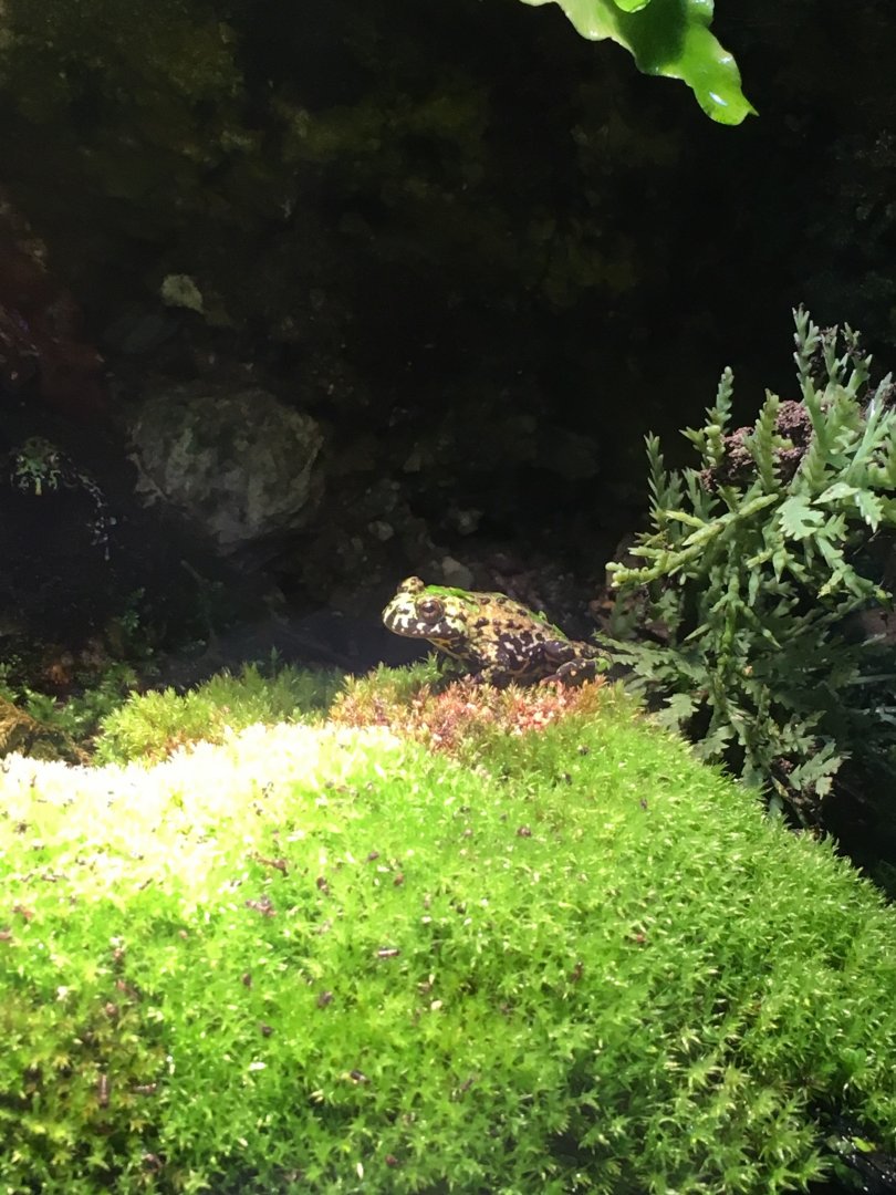 Oriental Fire-bellied Toad 081216