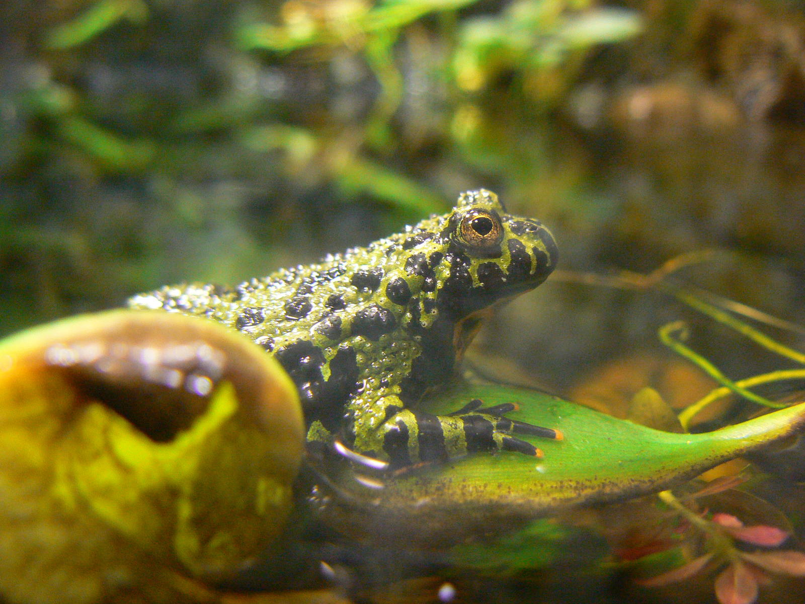 Oriental Fire-bellied Toad - 17 January 2016