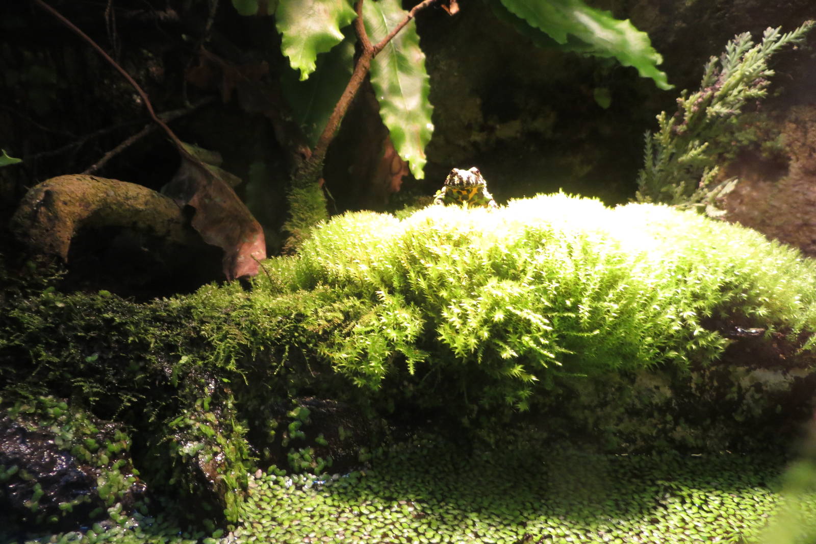 Oriental Fire-bellied Toad 170916