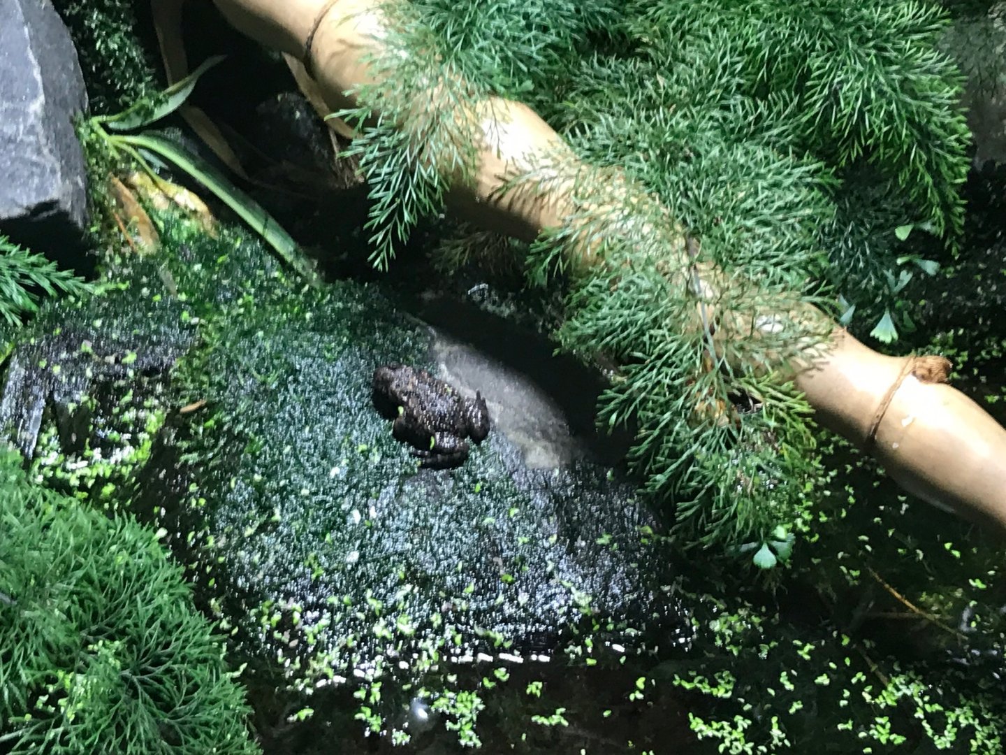 Oriental fire-bellied toad 270118
