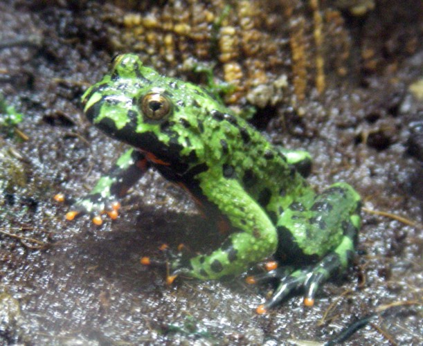 Oriental Fire-bellied Toad (Bombina orientalis)
