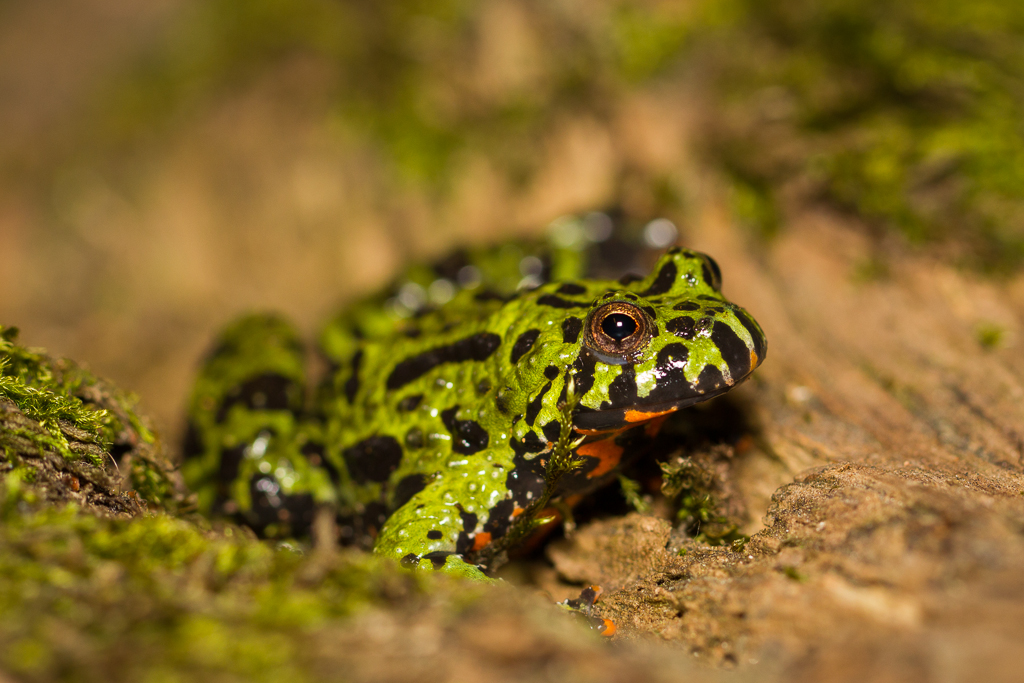Oriental fire-bellied toad - Bombina orientalis
