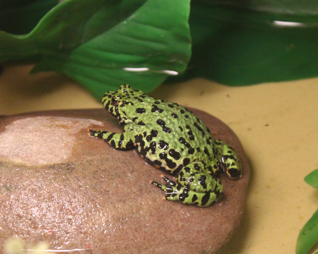 Oriental fire-bellied toad - Bombina orientalis