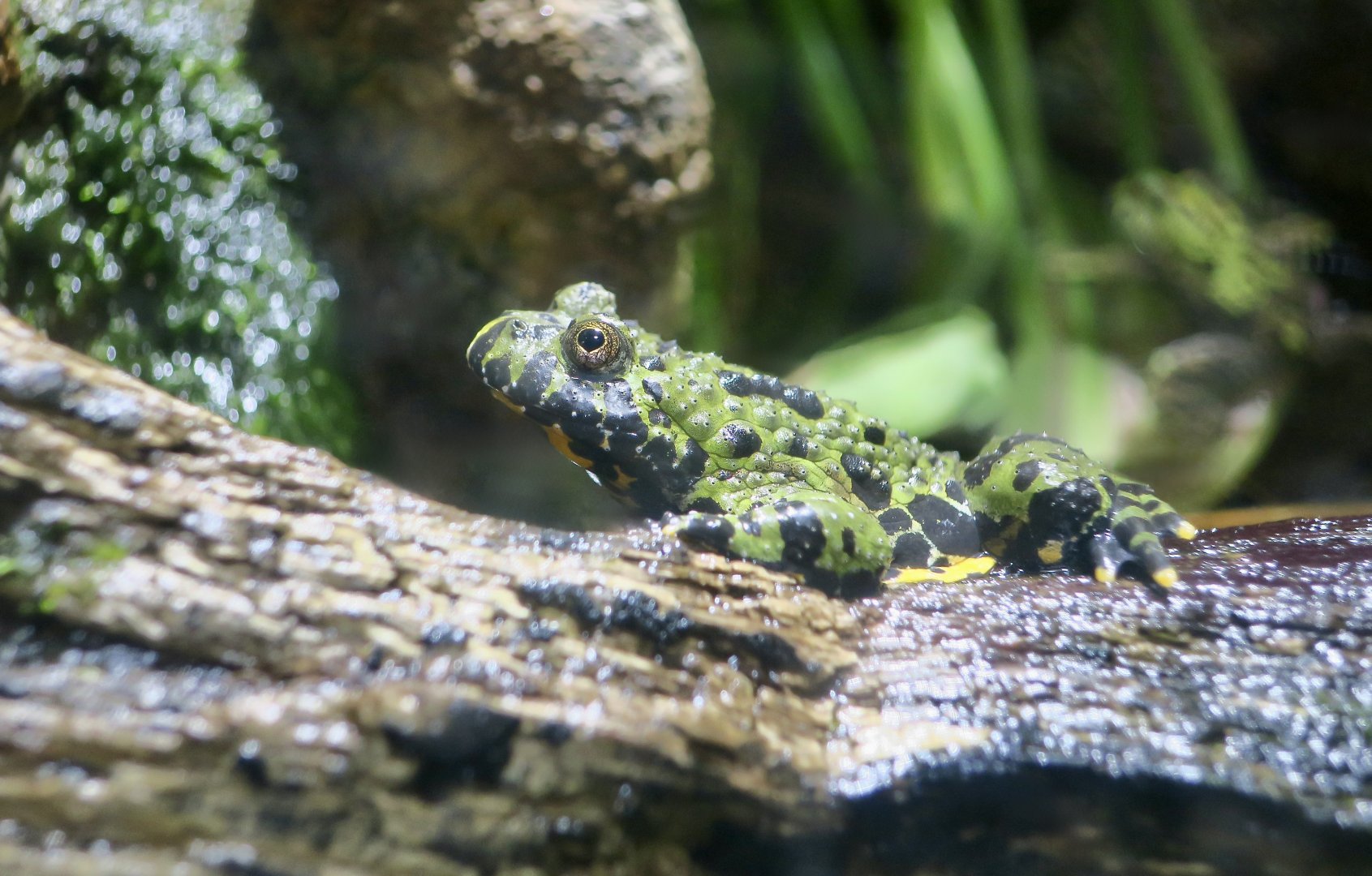 Oriental Fire-Bellied Toad (Bombina orientalis)