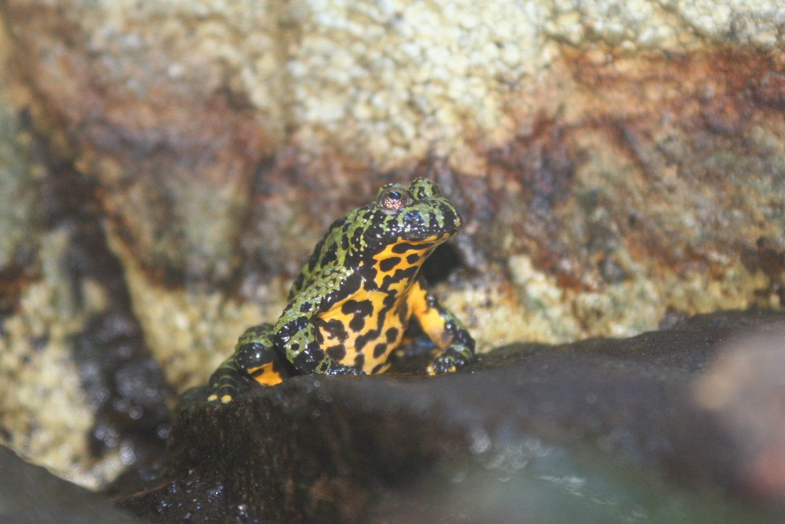 Oriental Fire-Bellied Toad @ Deep Sea World 15.10.2014