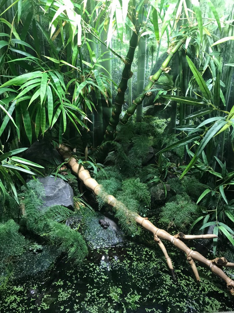 Oriental fire-bellied toad exhibit 270118