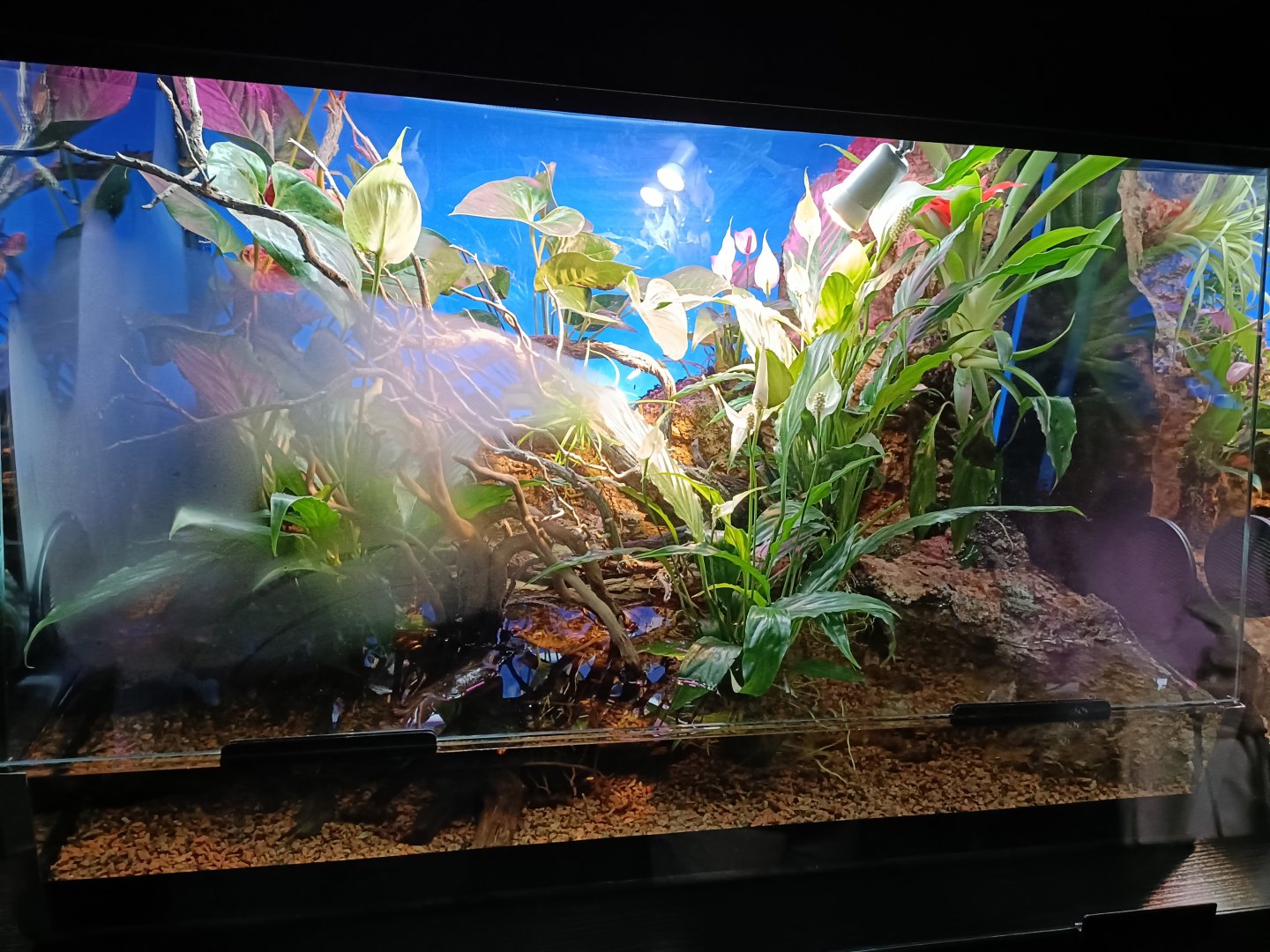 Oriental fire-bellied toad exhibit - Bioparc Acuario de Gijón