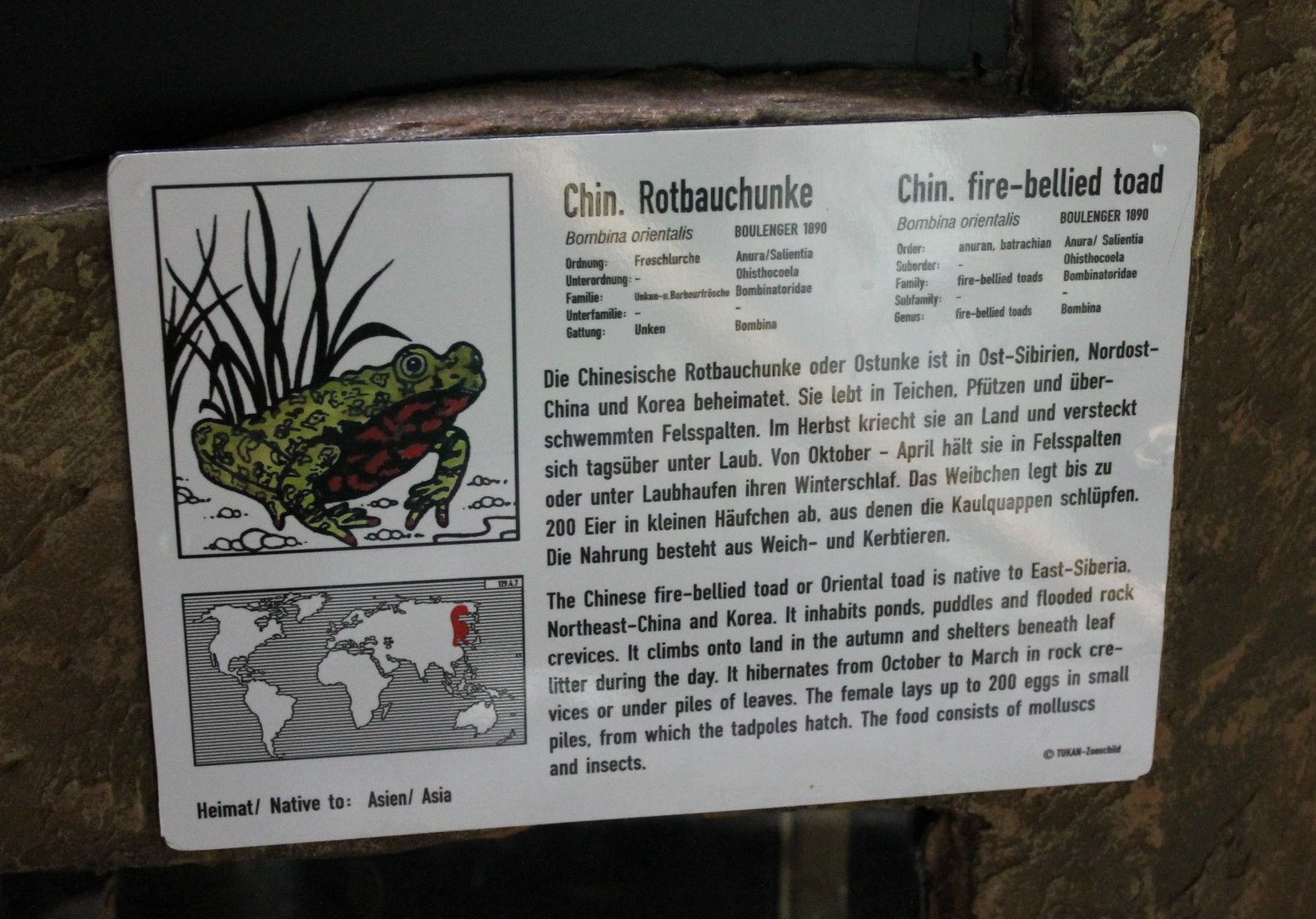 Oriental fire-bellied toad-sign